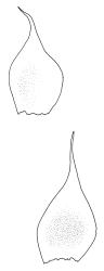Gigaspermum repens, leaves. Drawn from W. Martin s.n., 24 Aug. 1955, CHR 566139 A.
 Image: R.C. Wagstaff © Landcare Research 2015 